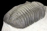 Detailed Morocops Trilobite - Multi-Toned Shell #127022-4